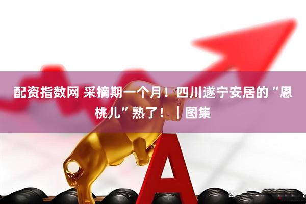 配资指数网 采摘期一个月！四川遂宁安居的“恩桃儿”熟了！｜图集